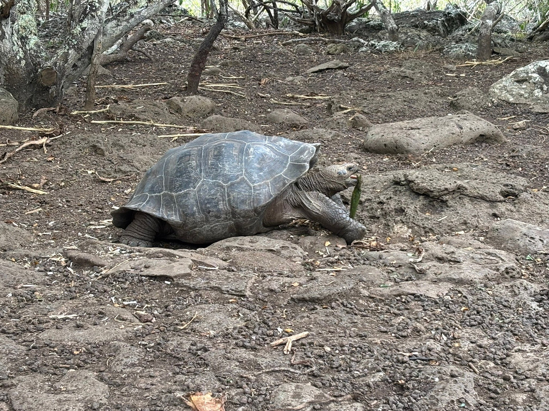 Galapaguera de Cerro Colorado-圣克里斯托瓦尔必去景点