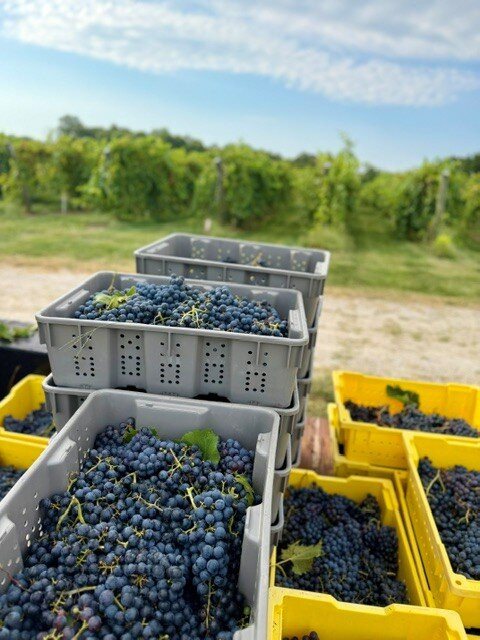 Adam Puchta Winery-赫曼必去景点