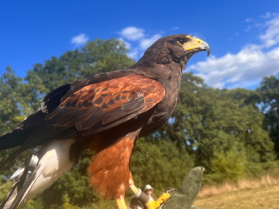 North Devon Hawk Walks-South Molton必去景点