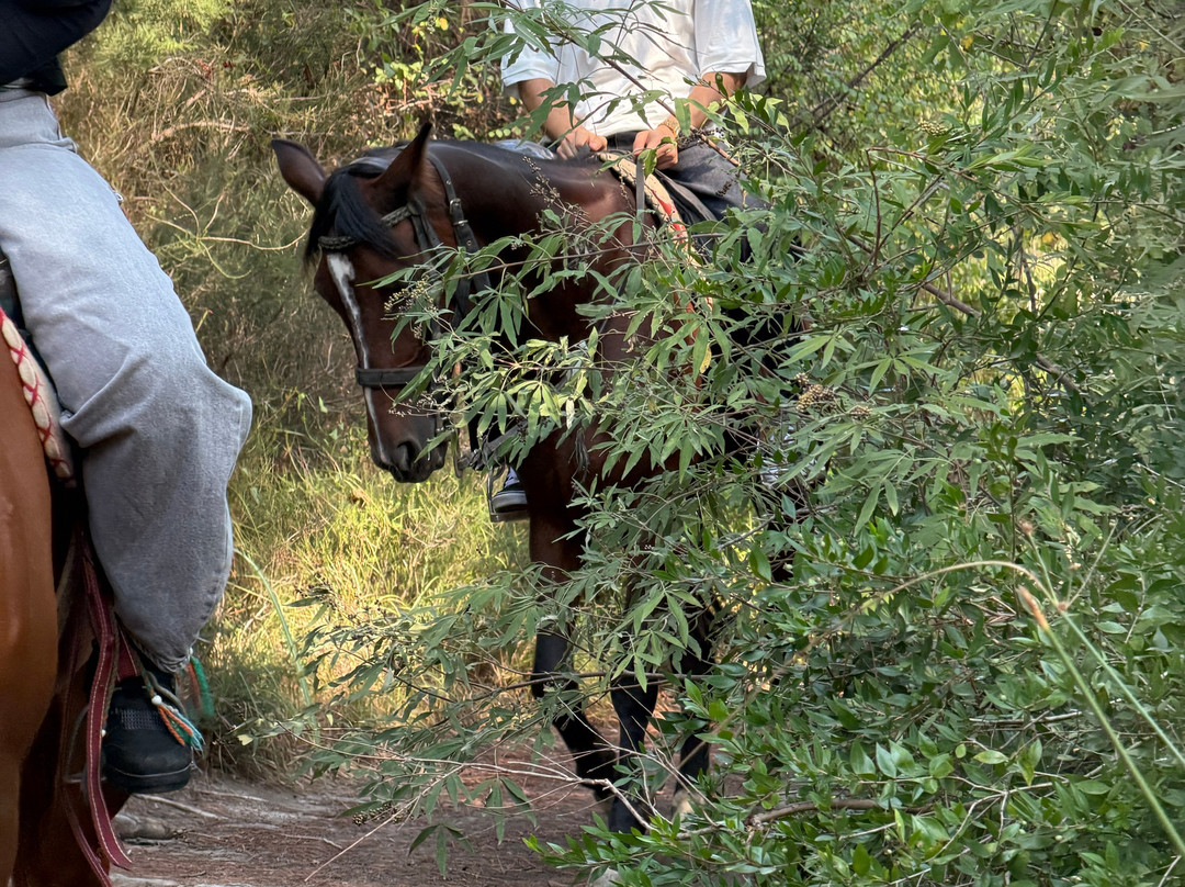 Belek Safari | Horse Riding Tour-Kumkoy必去景点