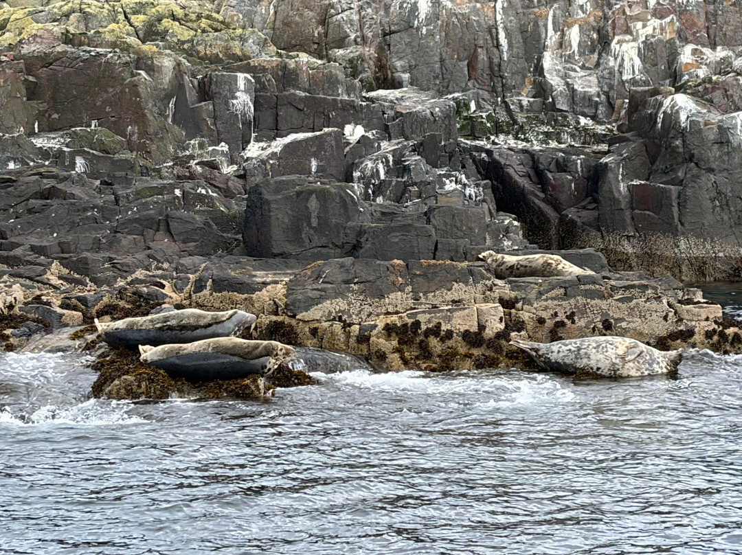 Serenity Farne Island Boat Tours-Seahouses必去景点