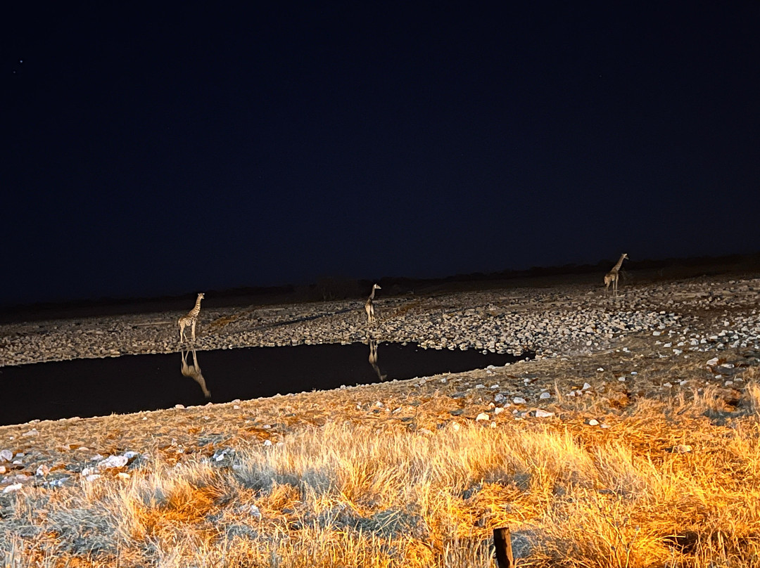 Okaukuejo waterhole-纳米比亚埃托沙国家公园必去景点