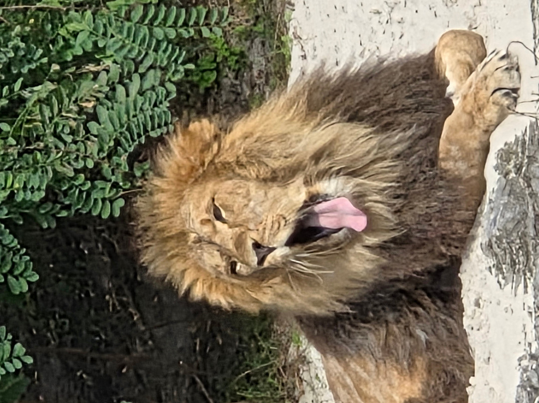 Wildlands Adventure Zoo Emmen-Emmen必去景点