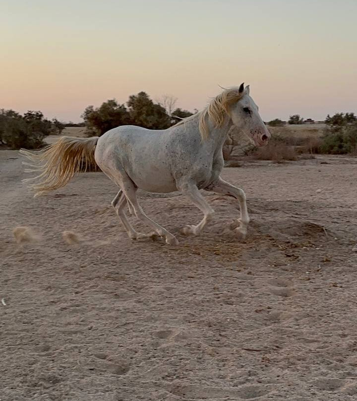 Horse Safari Hurghada-赫尔格达必去景点