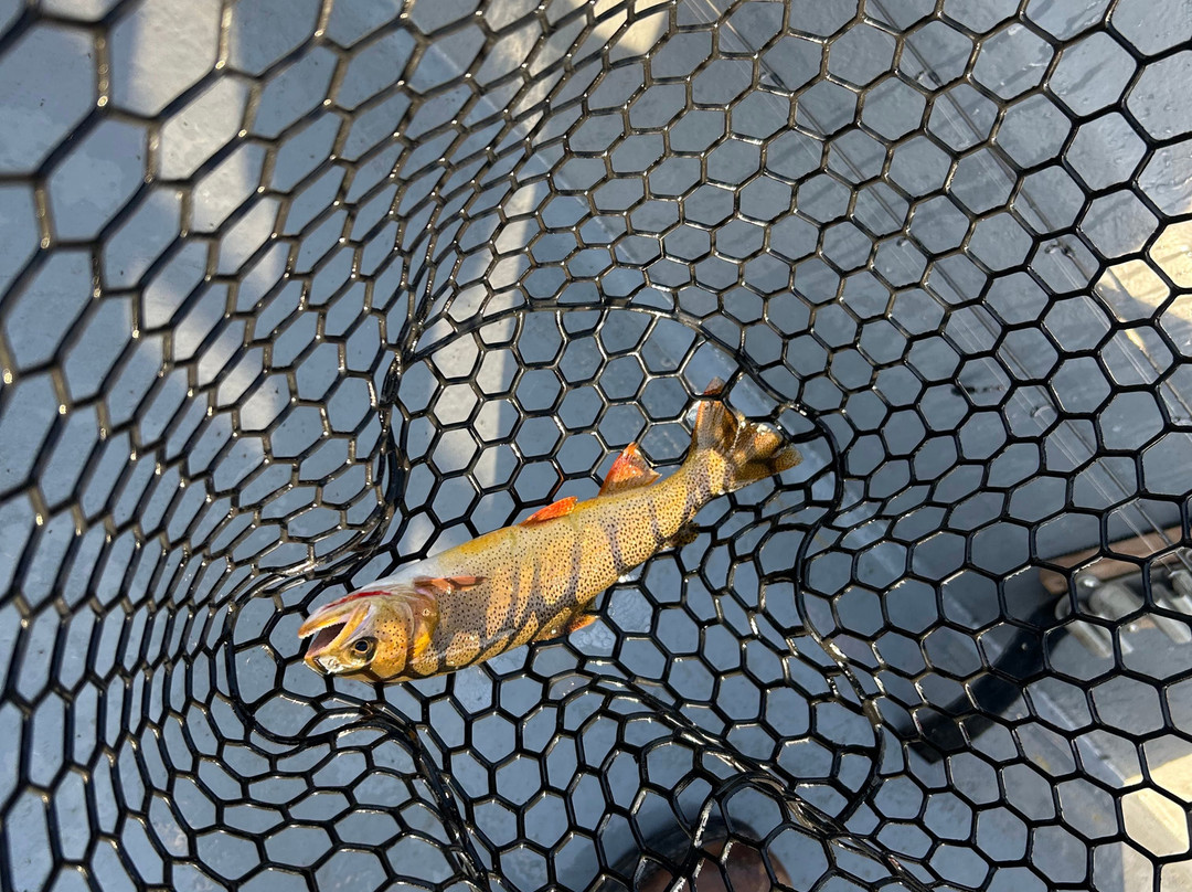 Papa Bill's White River Trout Guide Service-Bull Shoals必去景点