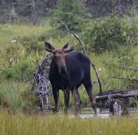 Moosehead Area Guide Service-Greenville必去景点