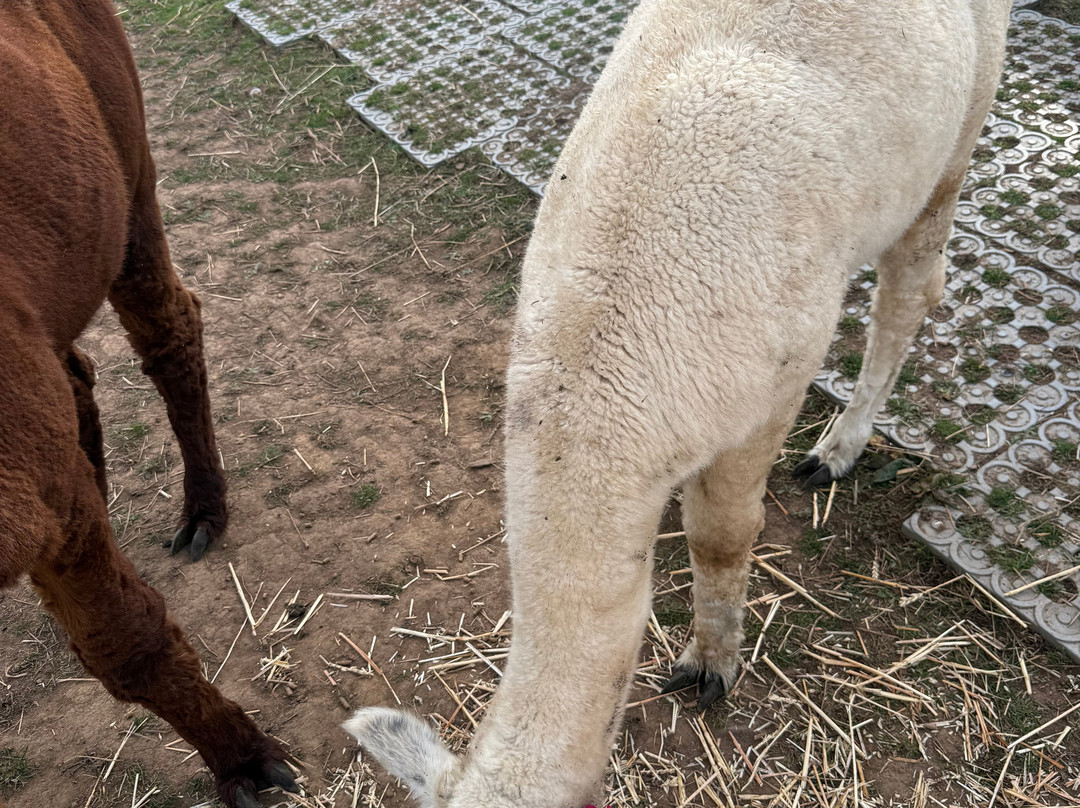 Lucky Tails Alpaca Farm-Atherstone必去景点