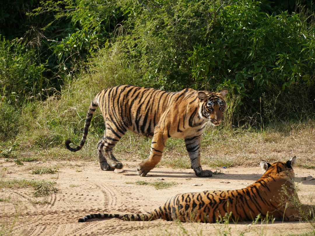 Sariska Tiger Reserve-阿尔瓦必去景点
