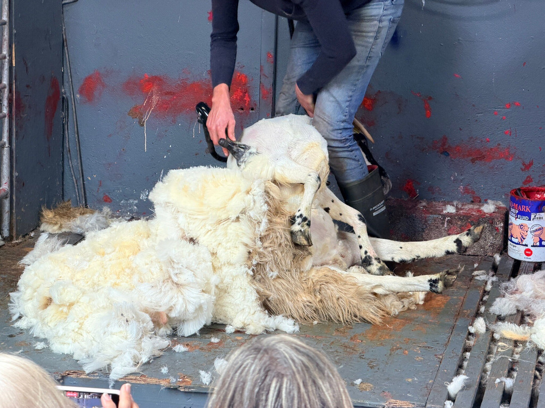 Kissane Sheep Farm-凯里郡必去景点