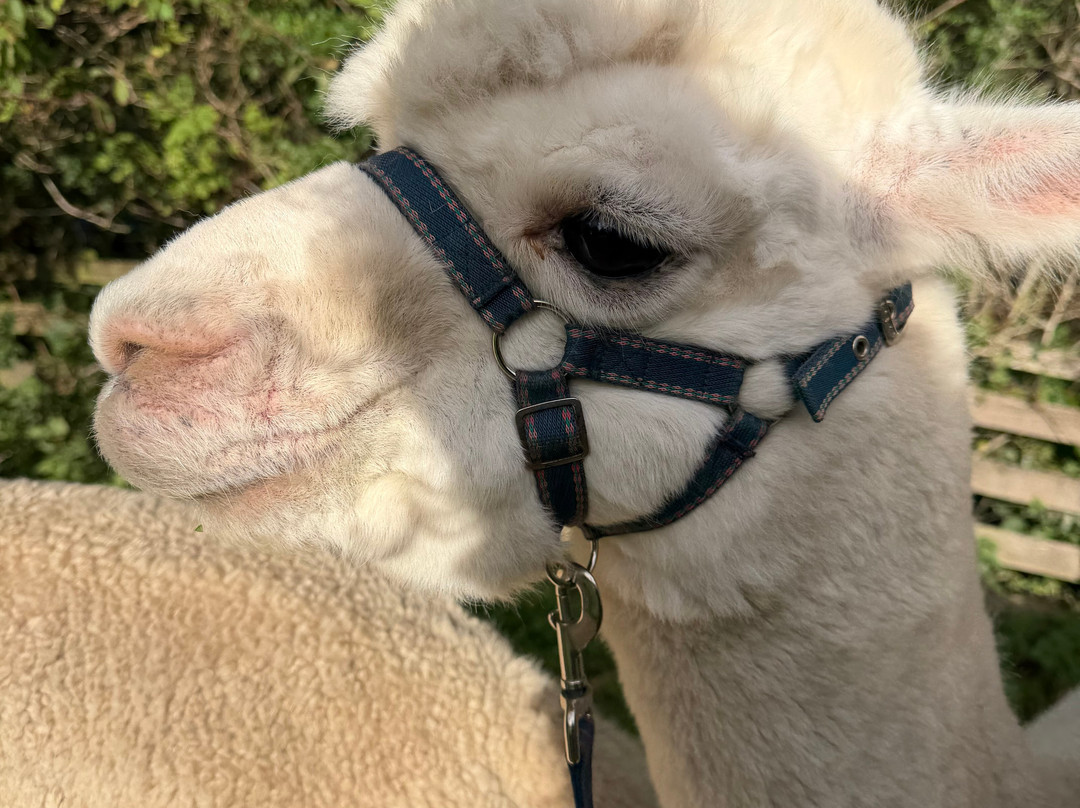 BobCat Alpacas-爱丁堡必去景点