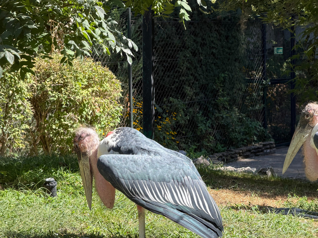 Zoo Debrecen-德布勒森必去景点