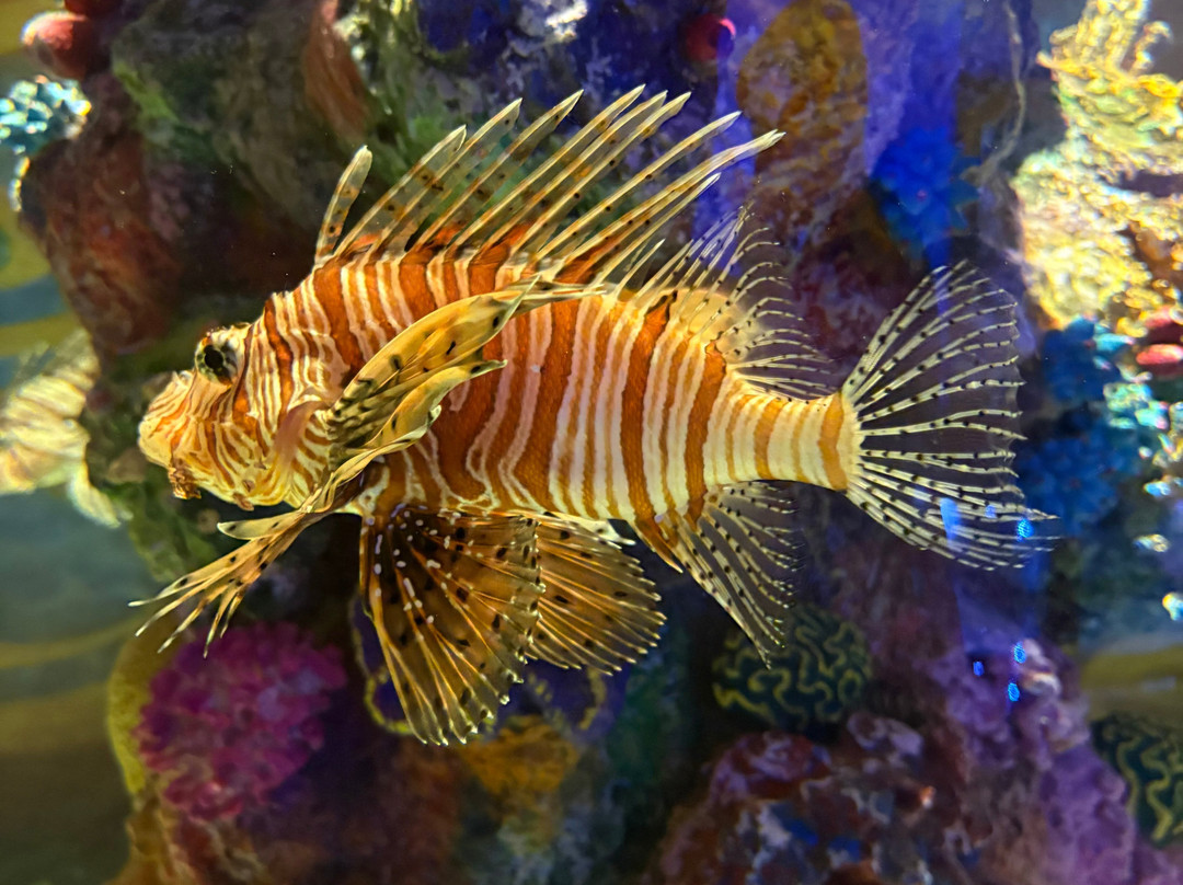 The National Aquarium Abu Dhabi-阿布扎比必去景点