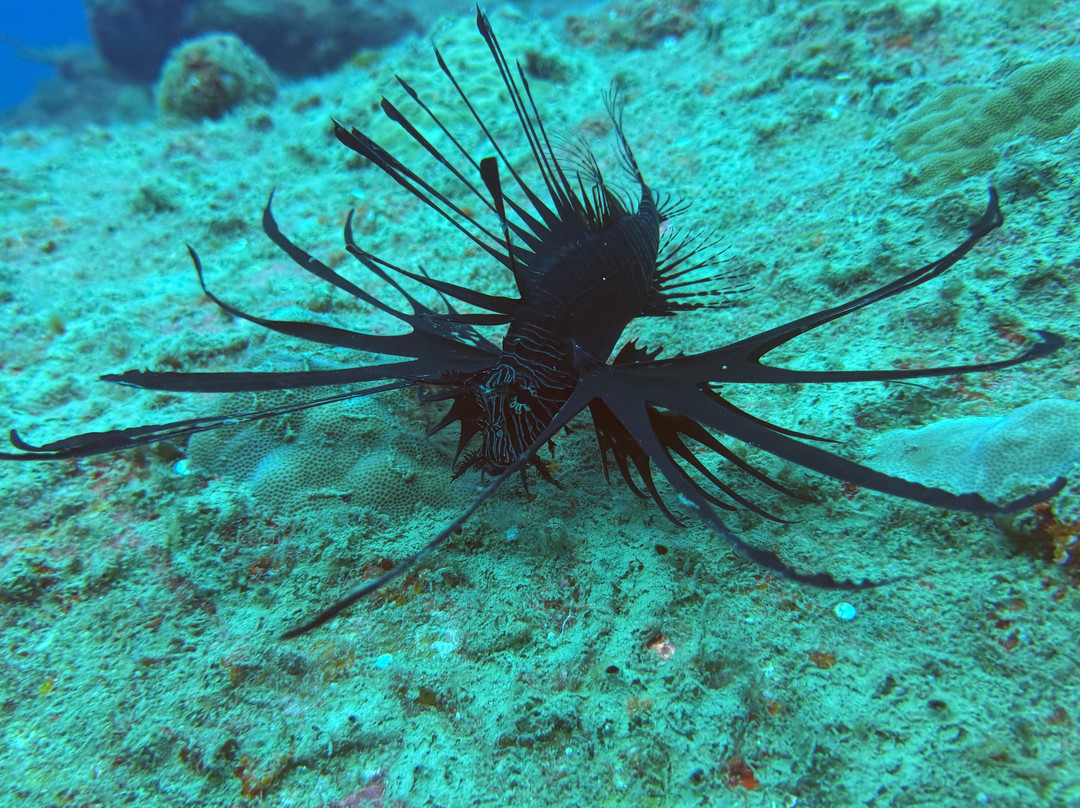 Big Blue Scuba Diving-维拉港必去景点