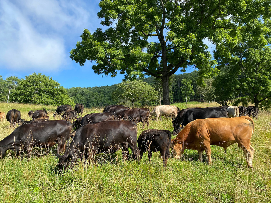 Hayesville旅游景点-Walnut Hollow Ranch