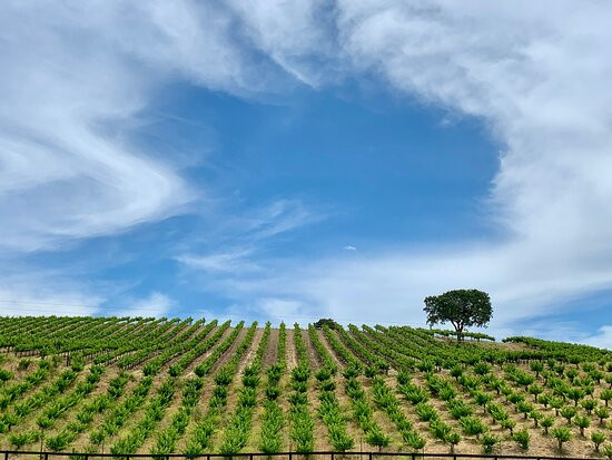 Sustainable Wine Tours景点图片