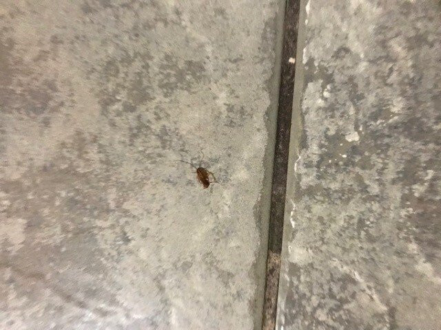 谢尔顿汽车旅馆