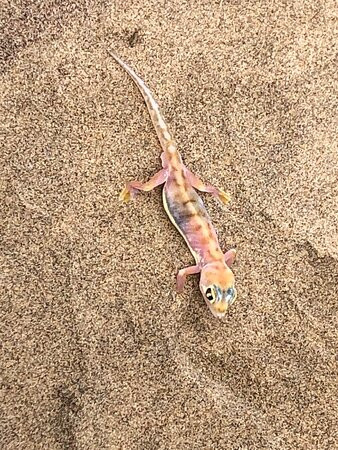 Sandy Horizon Tours-斯瓦科普蒙德必去景点