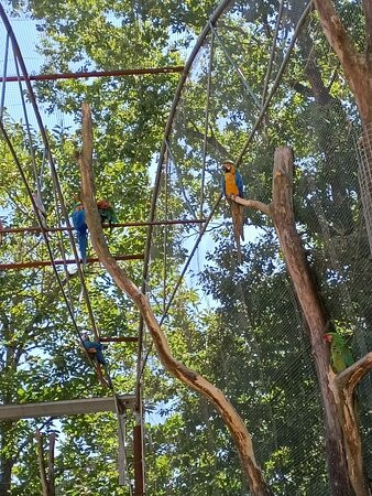 Zoo Parc des félins, les Trois Vallées-Montredon-Labessonnie必去景点