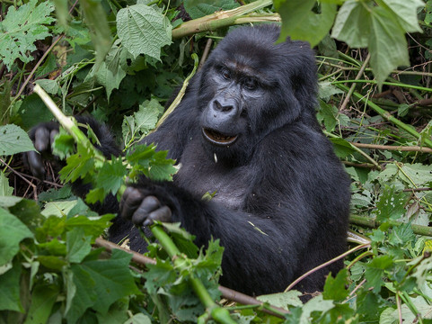 Entale African Safaris