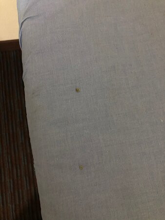 Comfort Suites Stevensville - St. Joseph主图