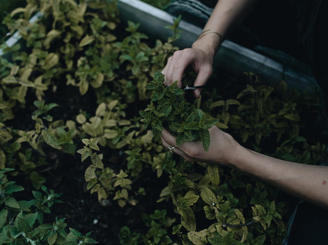 Bondhus旅游攻略图片