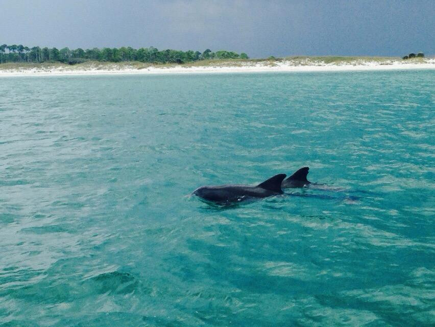 PanamaCity Beach Dolphin Tours景点图片