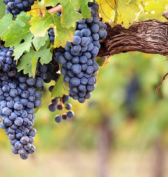 Hemmingford旅游景点-Vignoble du Domaine St-Jacques