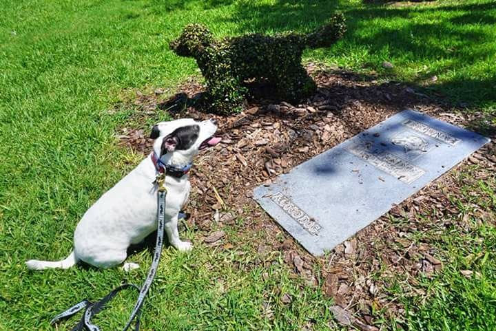 Brownie the Town Dog Grave and Memorial景点图片