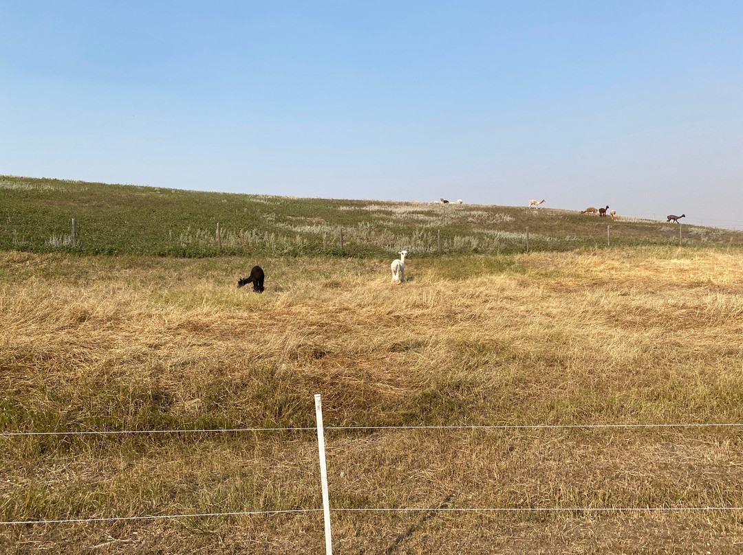 Kirks Alpaca Farm景点图片