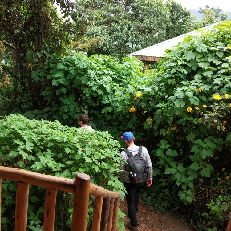 Bwindi Impenetrable Forest-Western Region必去景点