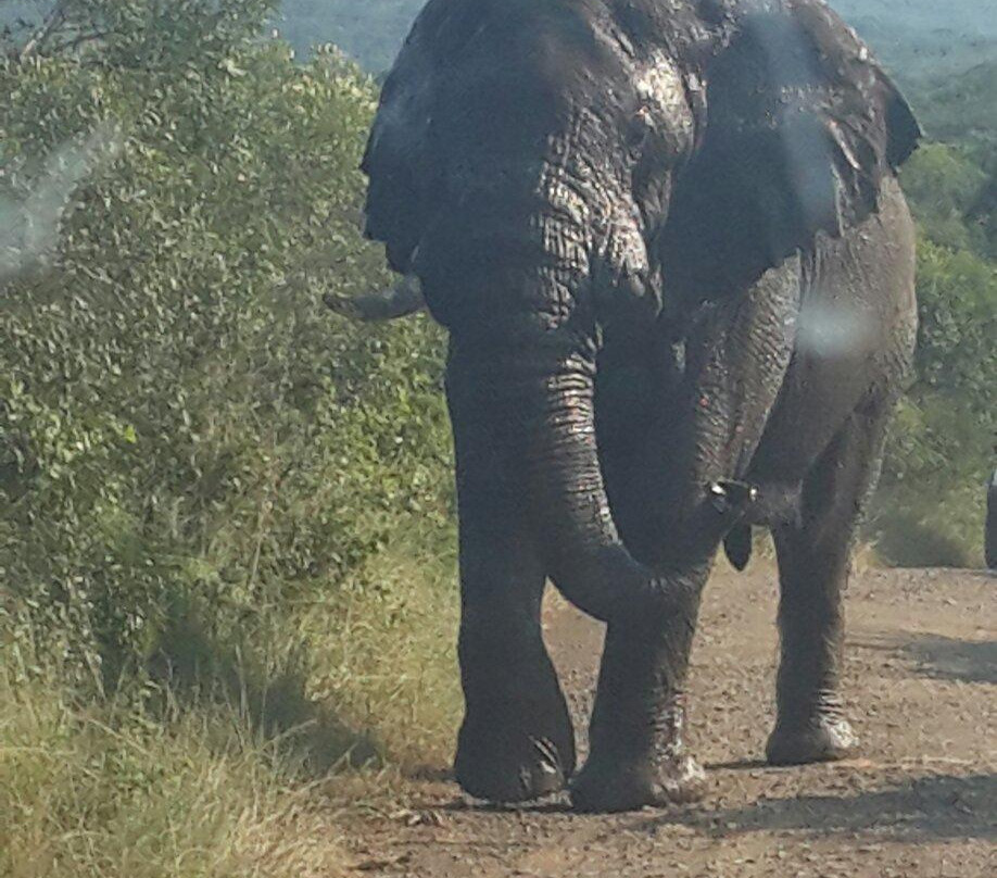 Durban Tours and Safaris