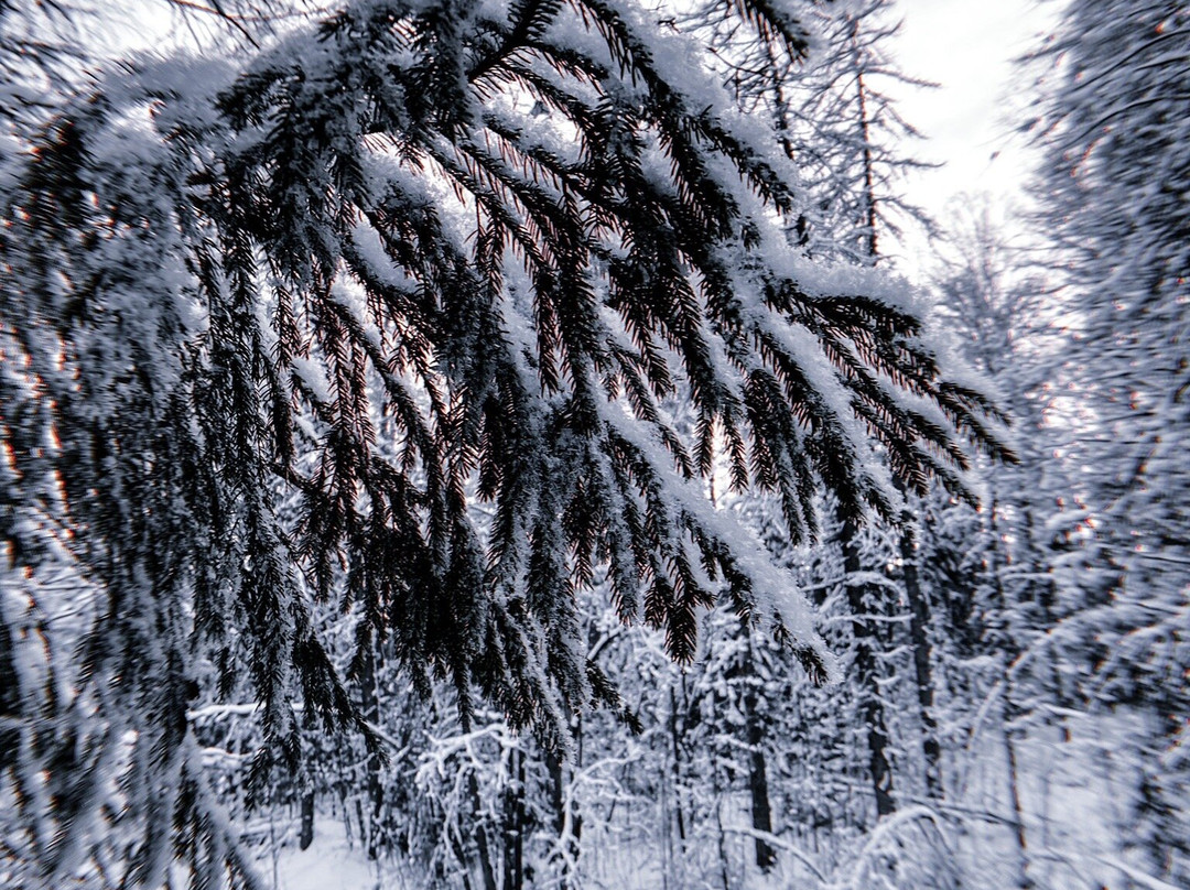 Lindulovskaya Grove景点图片