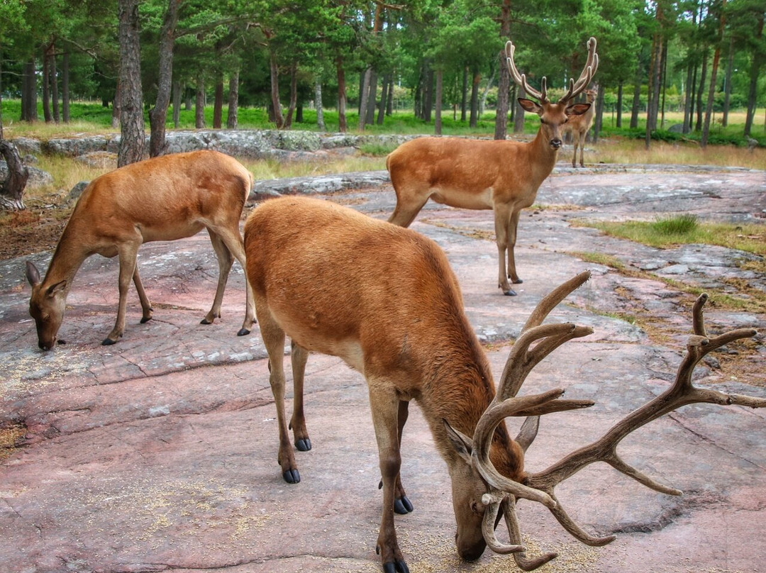 Käringsunds Viltsafari景点图片