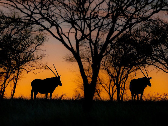 Voyager Safari-圣安东尼奥市必去景点