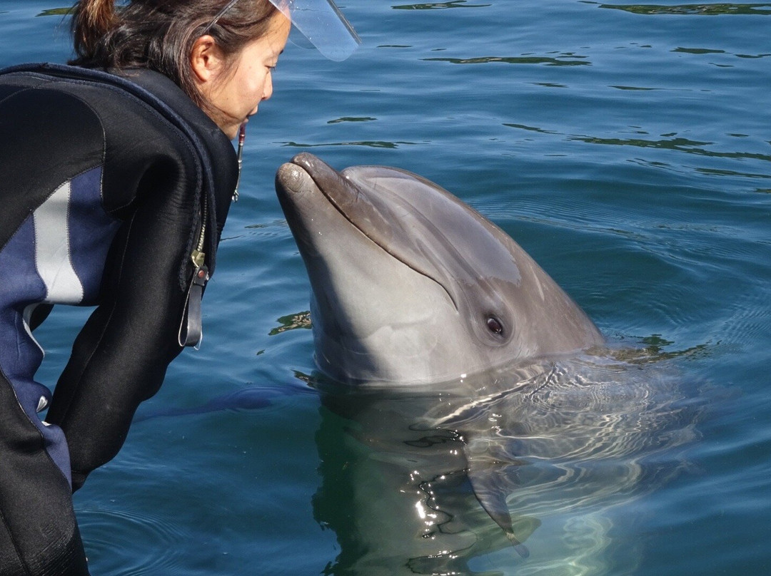 Shimanami Dolphin Farm-今治市必去景点