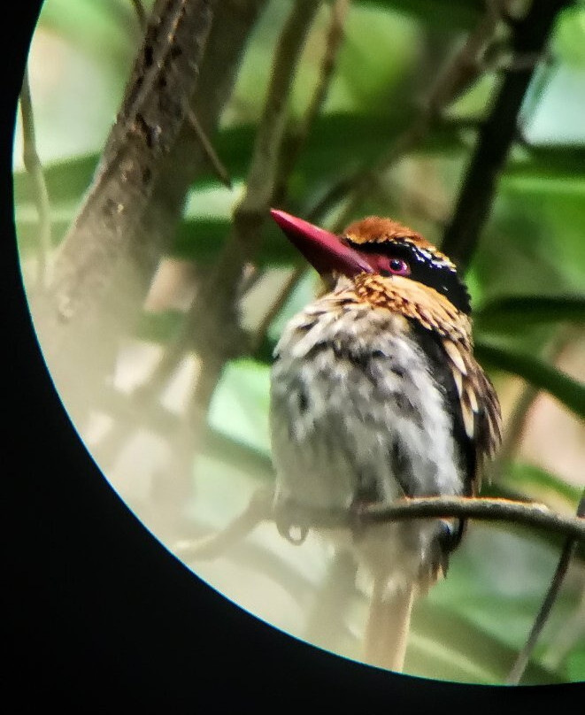 Tangkoko Ranger Homestay主图