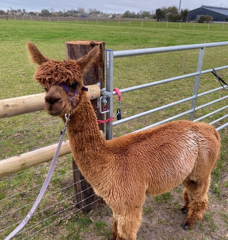 Alpaca Annie景点图片