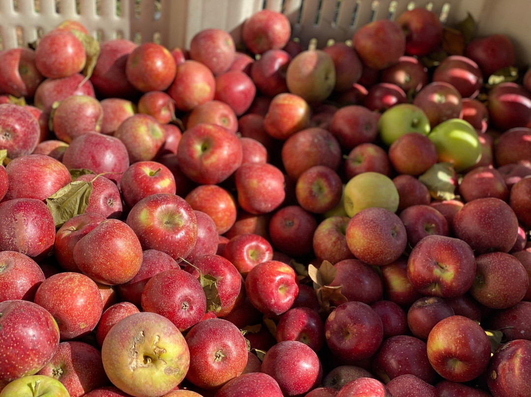 Reece Apple House-Ellijay必去景点