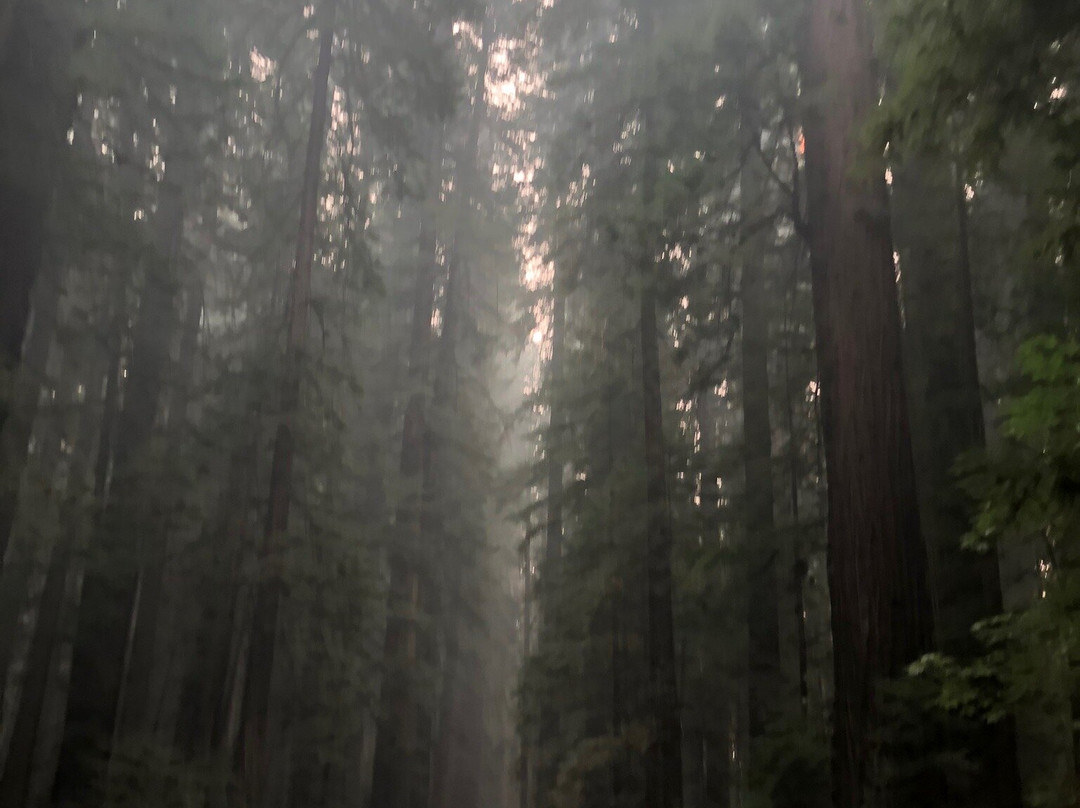 Humboldt Redwoods State Park景点图片