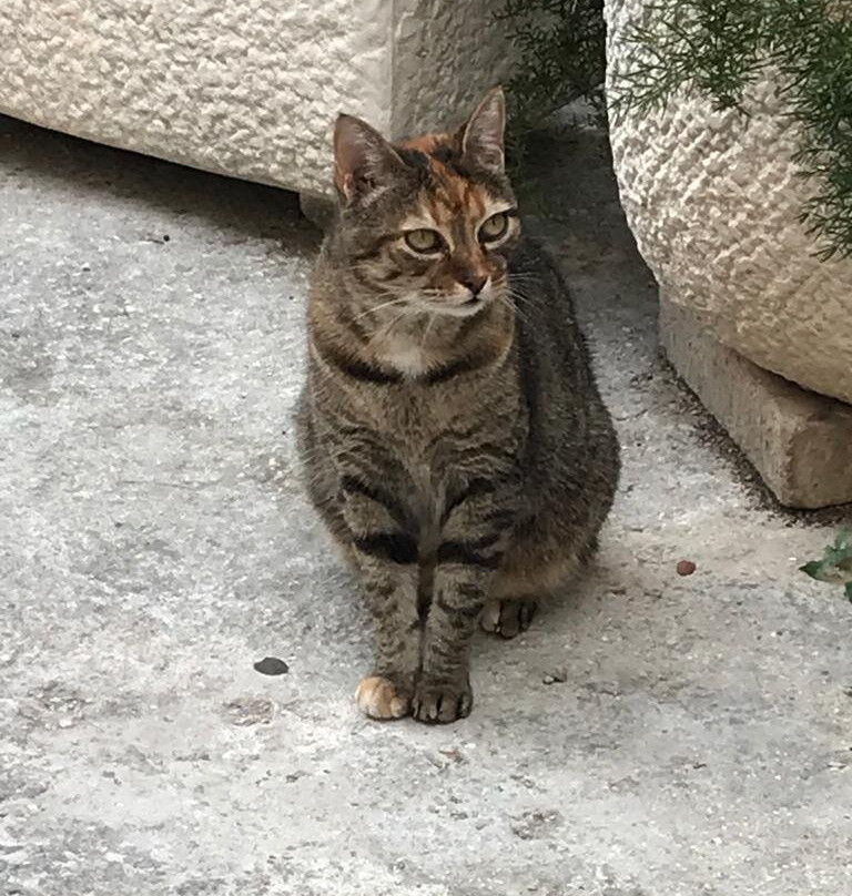 Archeological Museum-维斯必去景点