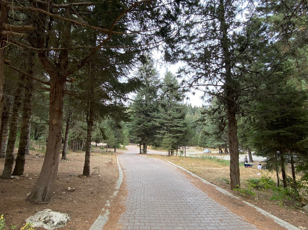Baskonus Yaylasi景点图片