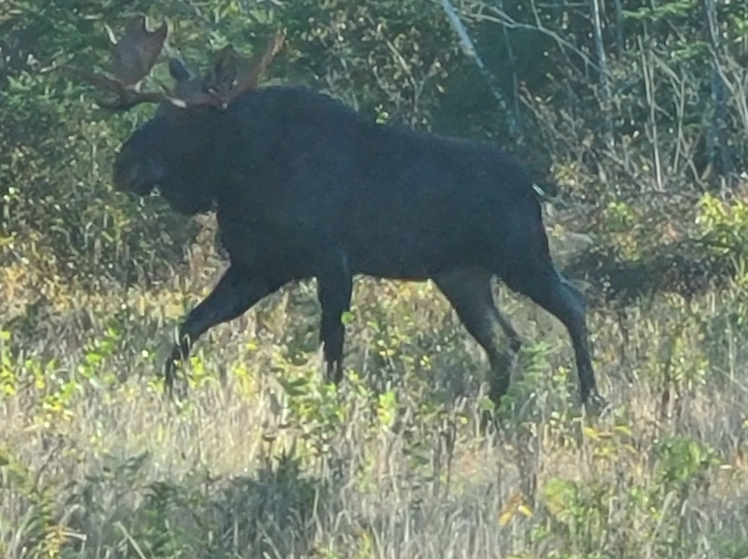 Spillover Motel主图