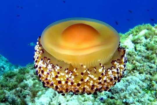 MENORCA BUCEO FORNELLS-Fornells必去景点