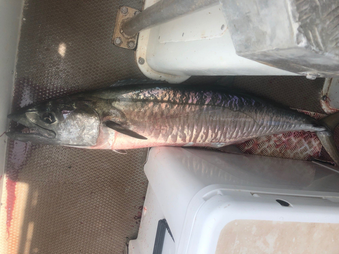 Dundee Beach Fishing Charters景点图片