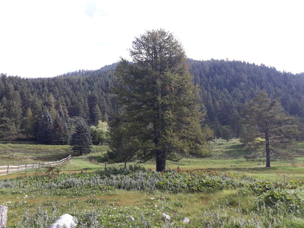 Auberge Val Casterino主图
