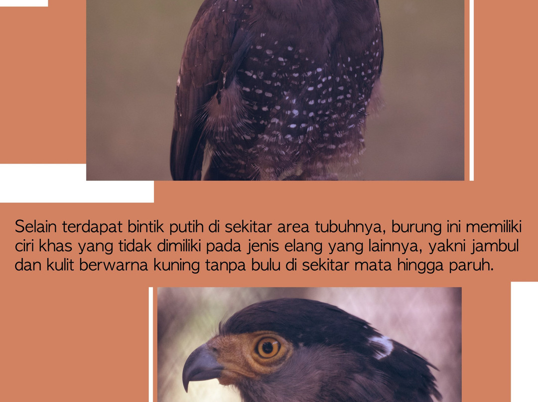 Surabaya Zoo-泗水必去景点