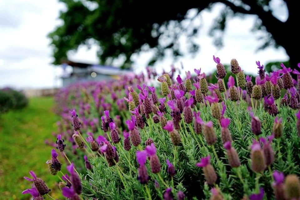 Luling Lavender Fields景点图片