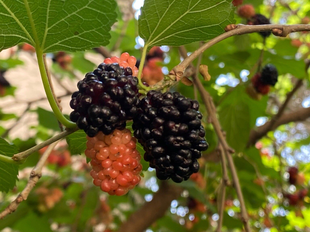 Templo de Salomão-圣保罗必去景点