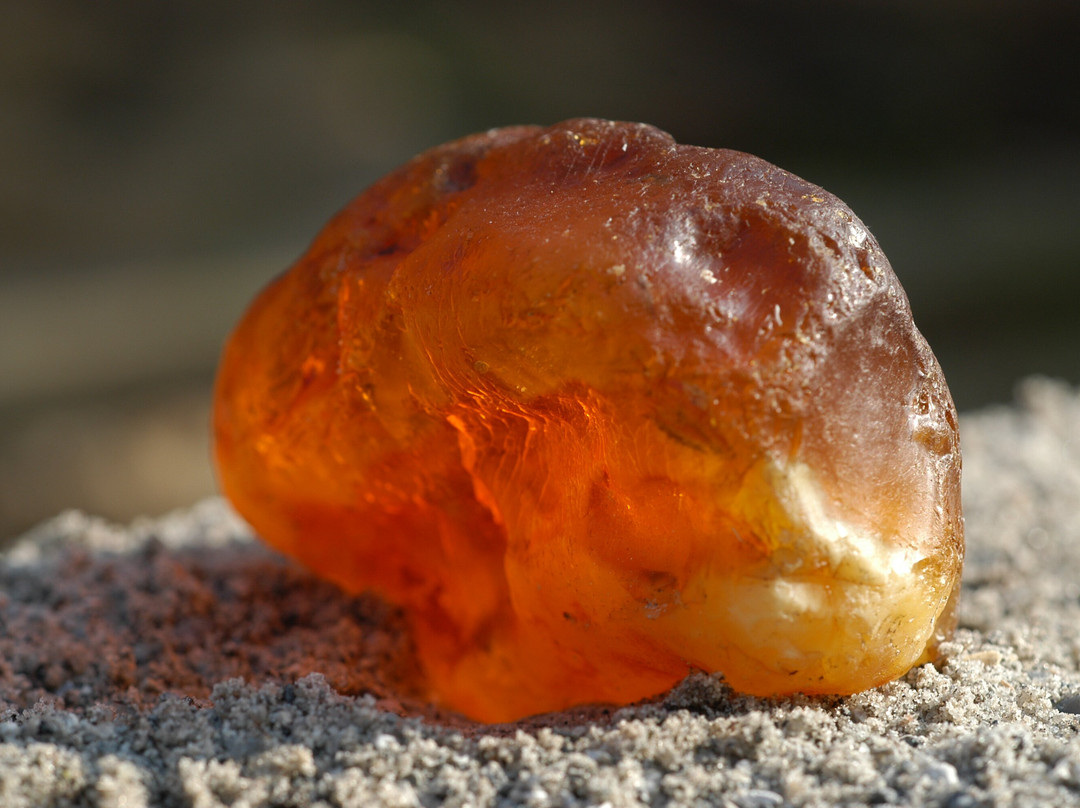 Naturhistorisk Museum - Skagen Naturcenter-斯卡恩必去景点