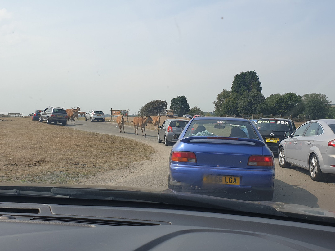 West Midland Safari Park景点图片